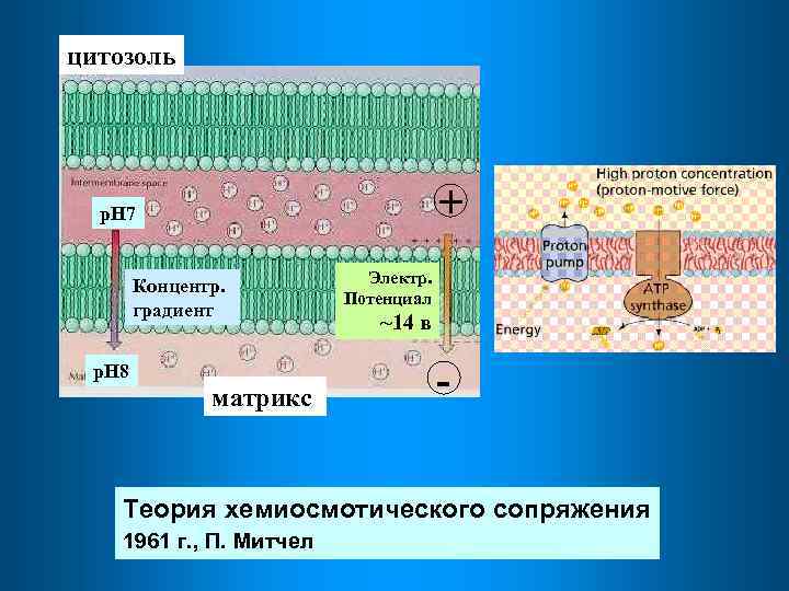 цитозоль + р. Н 7 Концентр. градиент р. Н 8 матрикс Электр. Потенциал ~14