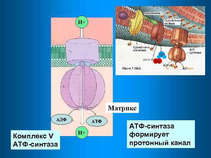 Синтез атф объект. Комплекс митохондриальной АТФ синтазы. Матрикс АТФ синтаза. АТФ синтаза в хлоропластах. АТФ синтаза канал.