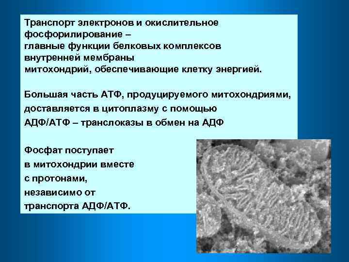 Транспорт электронов и окислительное фосфорилирование – главные функции белковых комплексов внутренней мембраны митохондрий, обеспечивающие