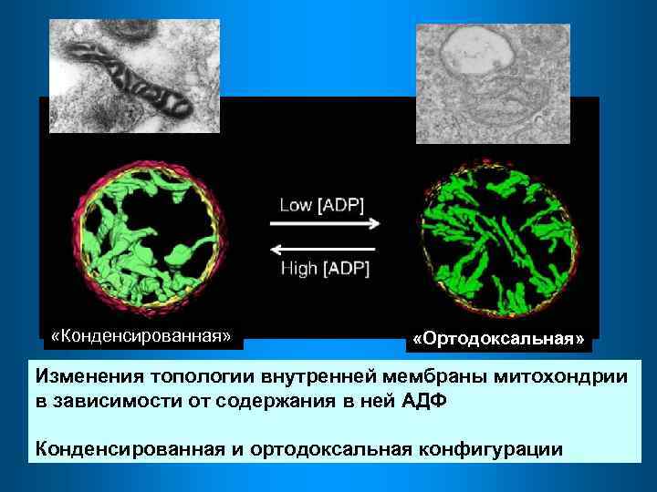  «Конденсированная» «Ортодоксальная» Изменения топологии внутренней мембраны митохондрии в зависимости от содержания в ней