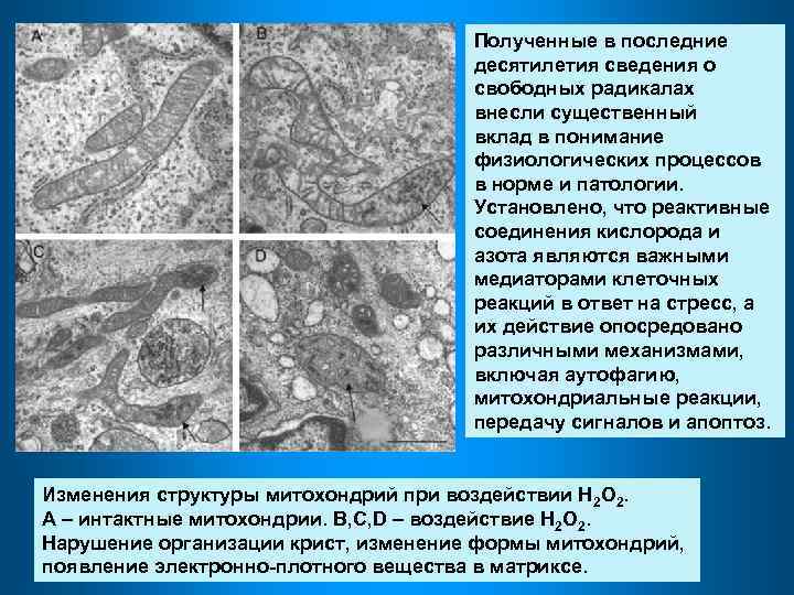 Полученные в последние десятилетия сведения о свободных радикалах внесли существенный вклад в понимание физиологических