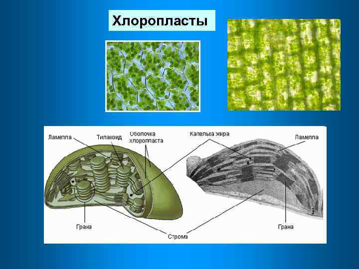 Хлоропласты в клетках грибов