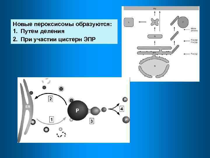 Новые пероксисомы образуются: 1. Путем деления 2. При участии цистерн ЭПР 
