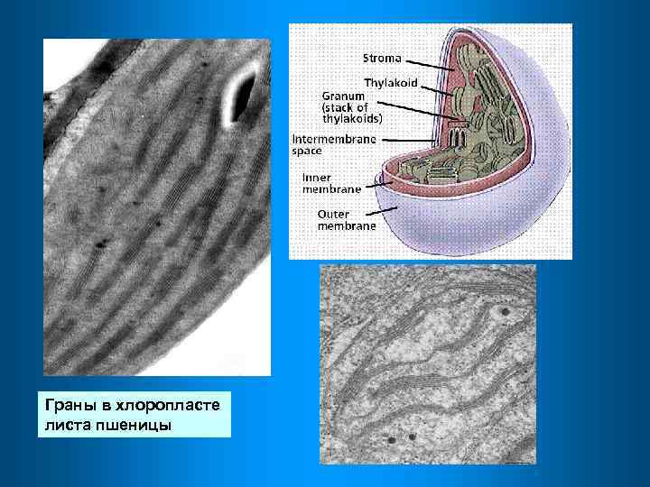 Граны в хлоропласте листа пшеницы 