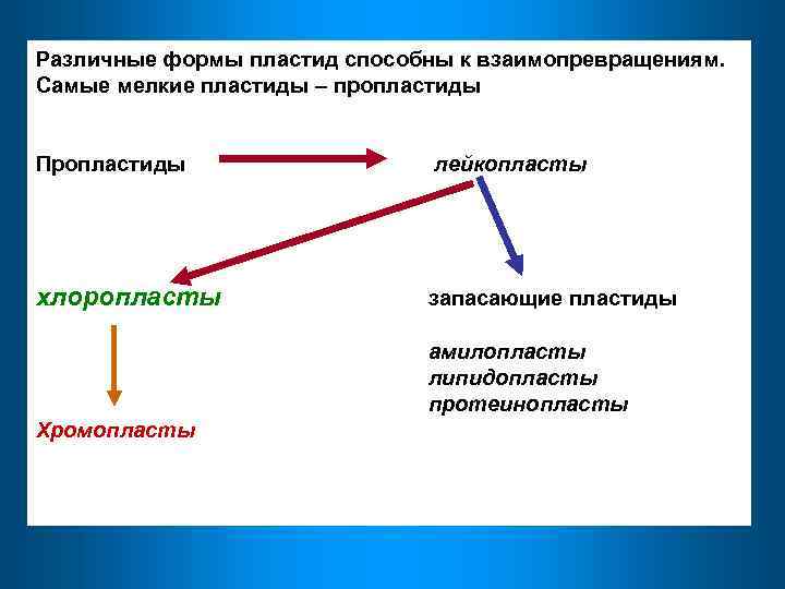 Различные формы пластид способны к взаимопревращениям. Самые мелкие пластиды – пропластиды Пропластиды лейкопласты хлоропласты