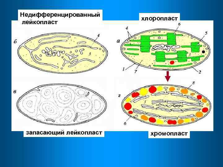 Уровень организации хлоропласта. Строение хлоропласта лейкопласта и хромопласта. Хлоропласты хромопласты лейкопласты. Лейкопласты в растительной клетке.