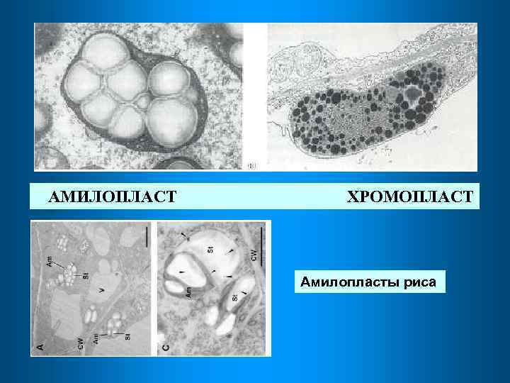 АМИЛОПЛАСТ ХРОМОПЛАСТ Амилопласты риса 
