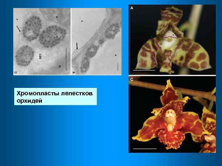 Хромопласты лепестков орхидей 