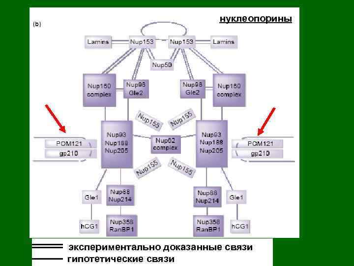 нуклеопорины экспериментально доказанные связи гипотетические связи 