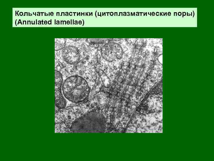 Кольчатые пластинки (цитоплазматические поры) (Annulated lamellae) 
