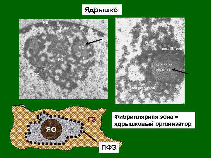 Ядрышко ГЗ ЯО Фибриллярная зона = ядрышковый организатор ПФЗ 
