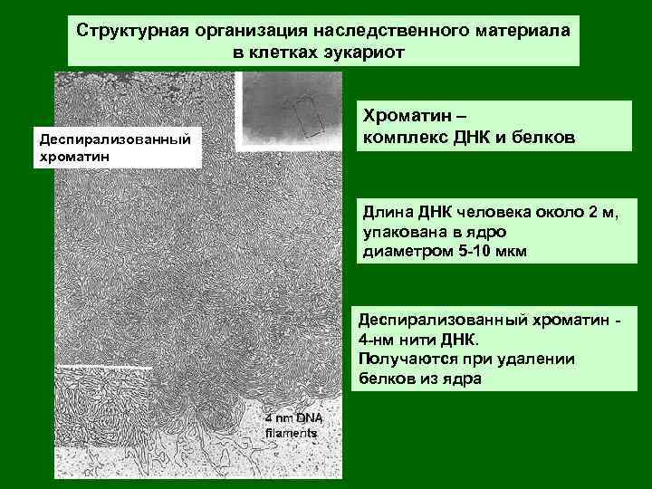 Структурная организация наследственного материала в клетках эукариот Деспирализованный хроматин Хроматин – комплекс ДНК и