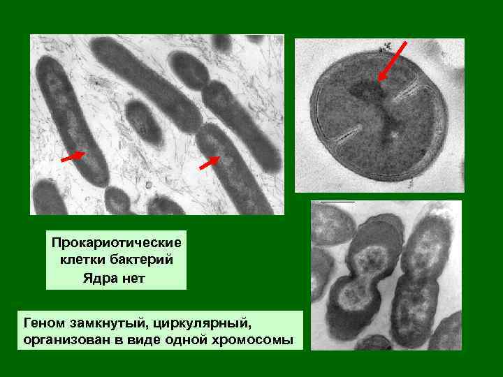 Прокариотические клетки бактерий Ядра нет Геном замкнутый, циркулярный, организован в виде одной хромосомы 