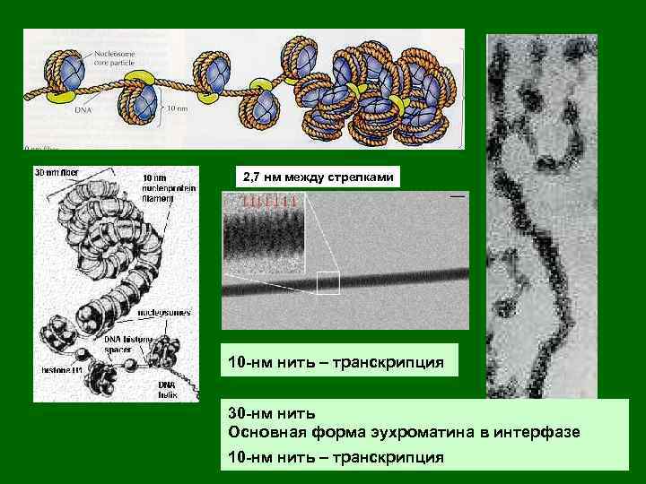 2, 7 нм между стрелками 10 -нм нить – транскрипция 30 -нм нить Основная