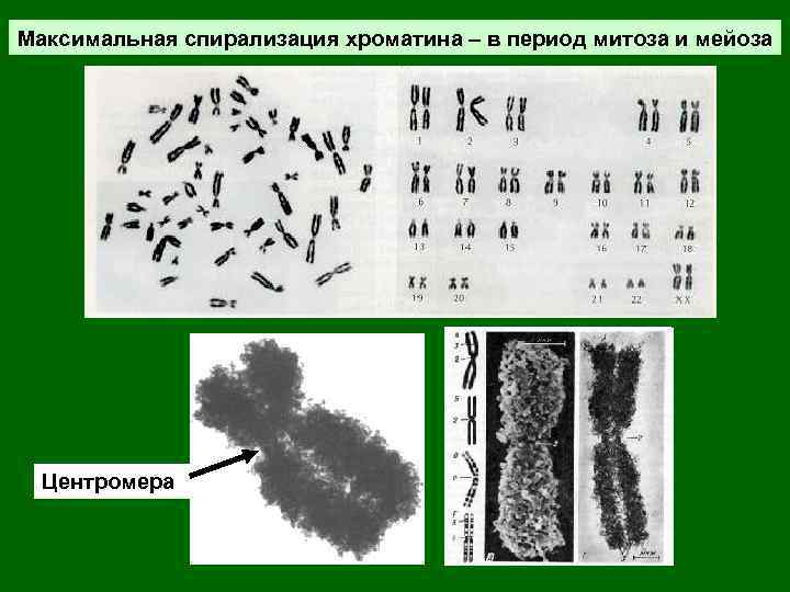 Максимальная спирализация хроматина – в период митоза и мейоза Центромера 