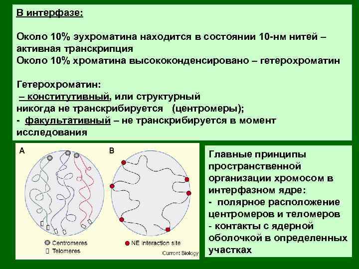 Интерфаза ядра. Интерфазный хроматин эухроматин и гетерохроматин. Центромеры факультативный гетерохроматин. Транскрибируемый эухроматин. Эухроматин где находится.