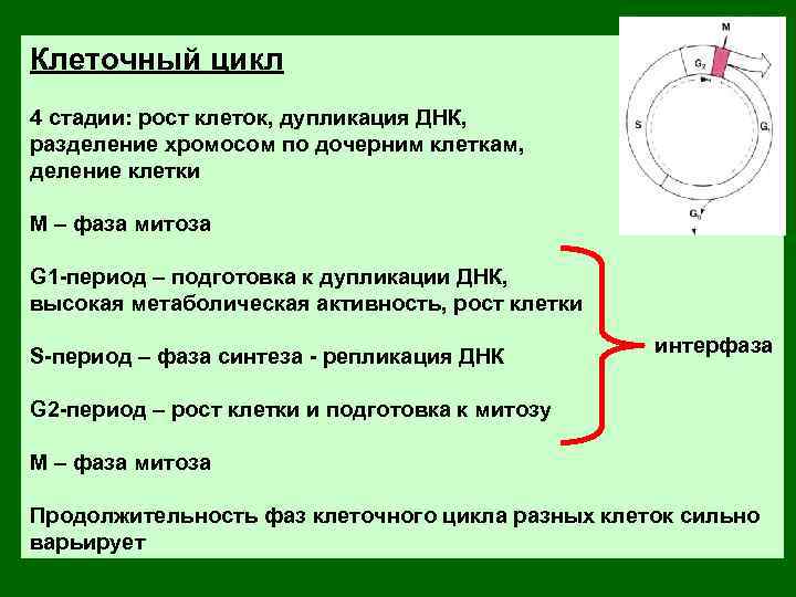 Клеточные циклы бактерий