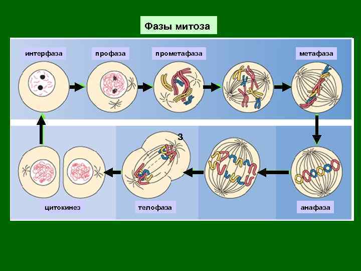 Фазы митоза интерфаза