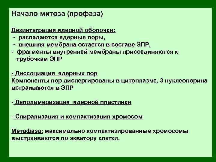 Начало митоза (профаза) Дезинтеграция ядерной оболочки: - распадаются ядерные поры, - внешняя мембрана остается