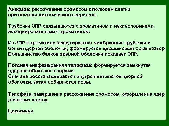 Анафаза: расхождение хромосом к полюсам клетки при помощи митотического веретена. Трубочки ЭПР связываются с