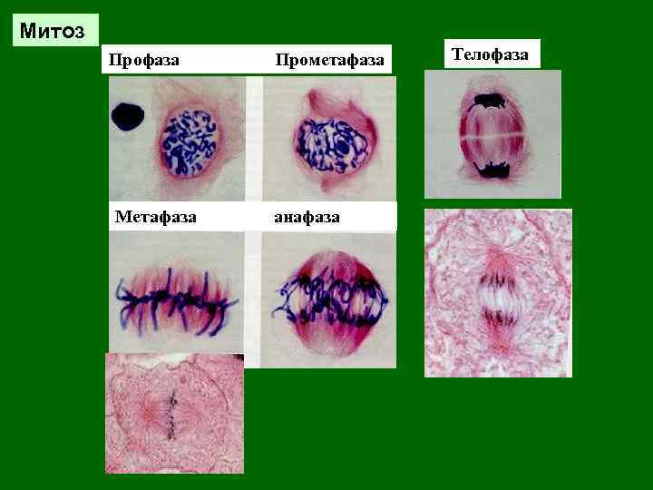 Митоз Профаза Метафаза Прометафаза анафаза Телофаза 