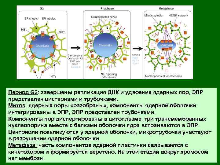 Период G 2: завершены репликация ДНК и удвоение ядерных пор, ЭПР представлен цистернами и