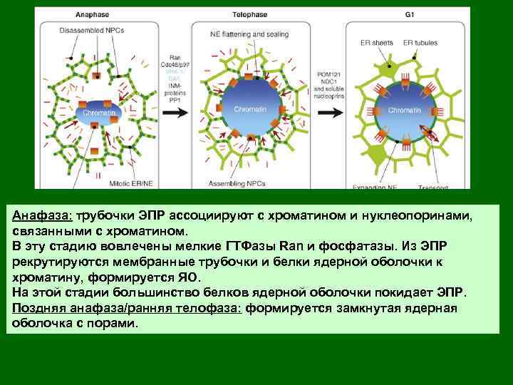 Анафаза: трубочки ЭПР ассоциируют с хроматином и нуклеопоринами, связанными с хроматином. В эту стадию