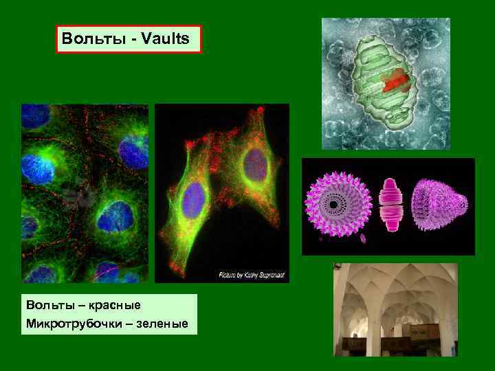 Вольты - Vaults Вольты – красные Микротрубочки – зеленые 