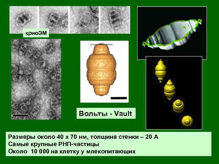 крио. ЭМ Вольты - Vault Размеры около 40 х 70 нм, толщина стенки –