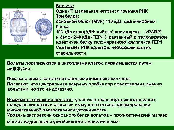 Вольты: Одна (? ) маленькая нетранслируемая РНК Три белка: основной белок (MVP) 110 к.
