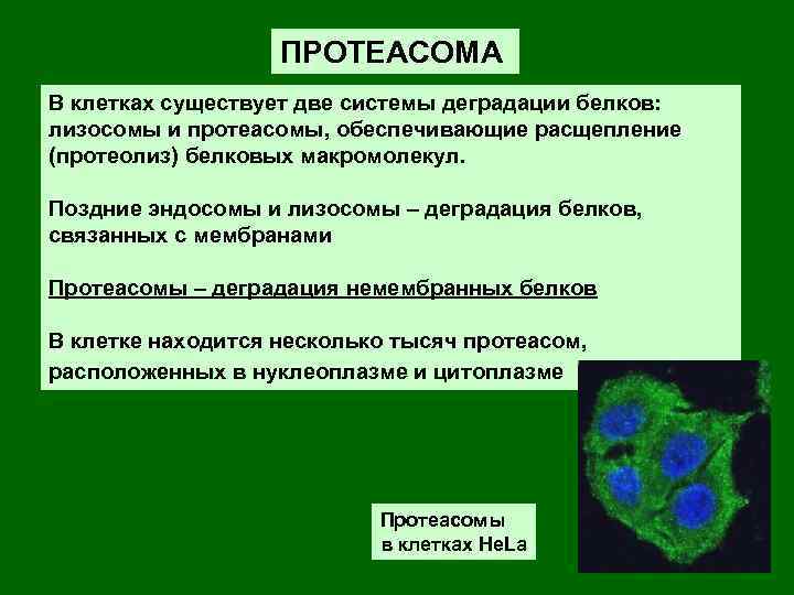 Существуют две системы. Деградация белков. Системы деградации белков. Протеасомная деградация белков. Деградация белков в клетке.