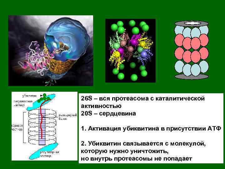26 S – вся протеасома с каталитической активностью 20 S – сердцевина 1. Активация