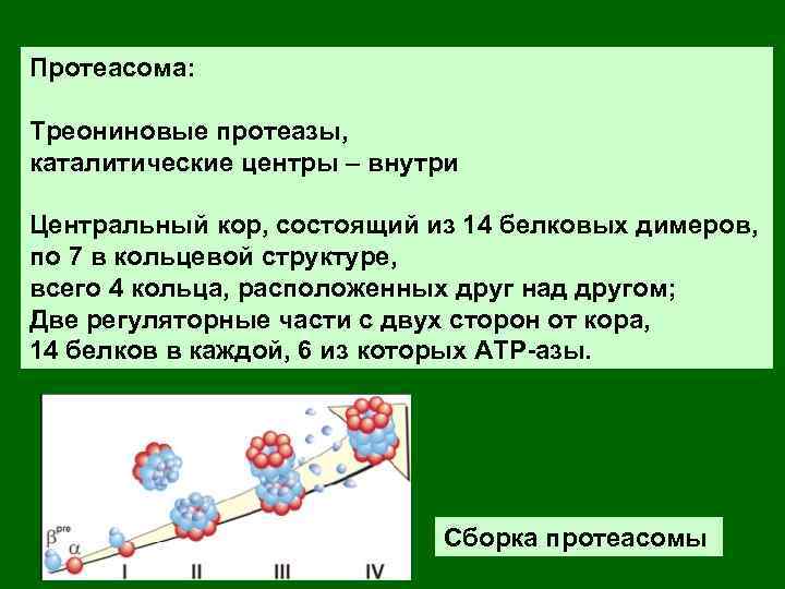 Протеасома: Треониновые протеазы, каталитические центры – внутри Центральный кор, состоящий из 14 белковых димеров,