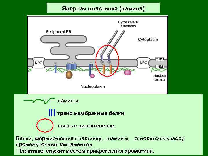 Ядерная пластинка (ламина) ламины транс-мембранные белки связь с цитоскелетом Белки, формирующие пластинку, - ламины,
