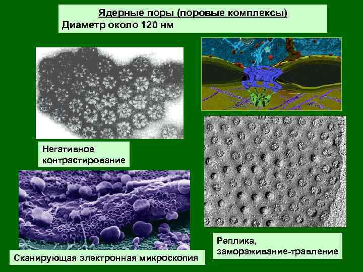 Строительный материал клетки. Поровый комплекс ядра клетки. Ядерные поры строение и функции. Ядерный поровый комплекс. Ядерные поры функции в клетке.