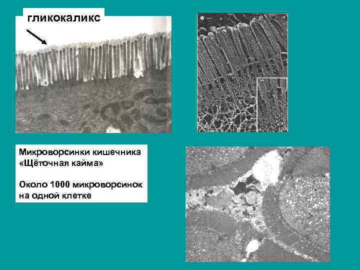 гликокаликс Микроворсинки кишечника «Щёточная кайма» Около 1000 микроворсинок на одной клетке 