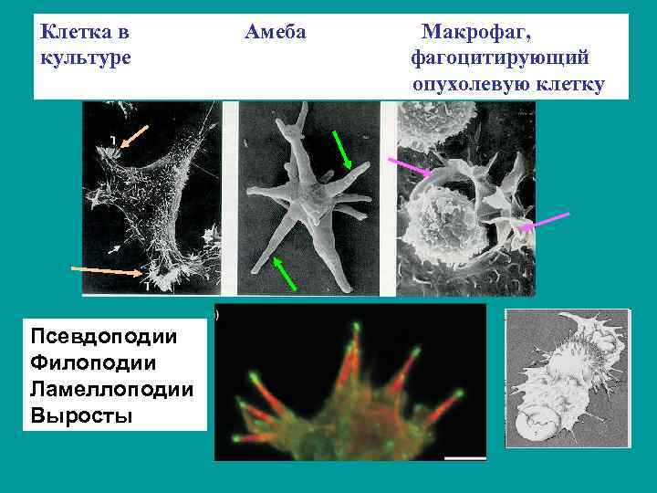 На рисунке изображен процесс в ходе которого псевдоподии клетки