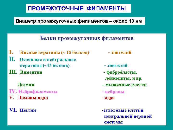 ПРОМЕЖУТОЧНЫЕ ФИЛАМЕНТЫ Диаметр промежуточных филаментов – около 10 нм Белки промежуточных филаментов I. Кислые