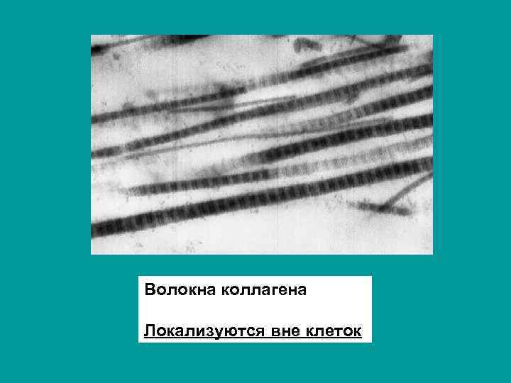 Волокна коллагена Локализуются вне клеток 