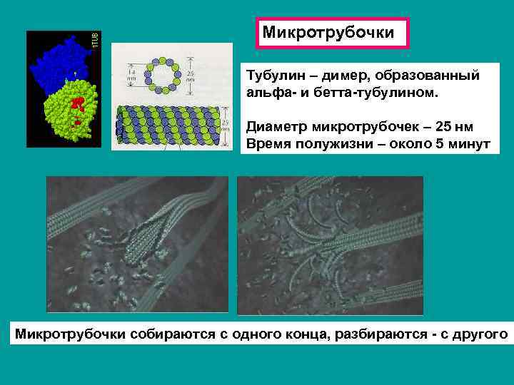 Микротрубочки Тубулин – димер, образованный альфа- и бетта-тубулином. Диаметр микротрубочек – 25 нм Время