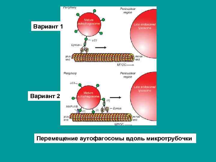 Вариант 1 Вариант 2 Перемещение аутофагосомы вдоль микротрубочки 
