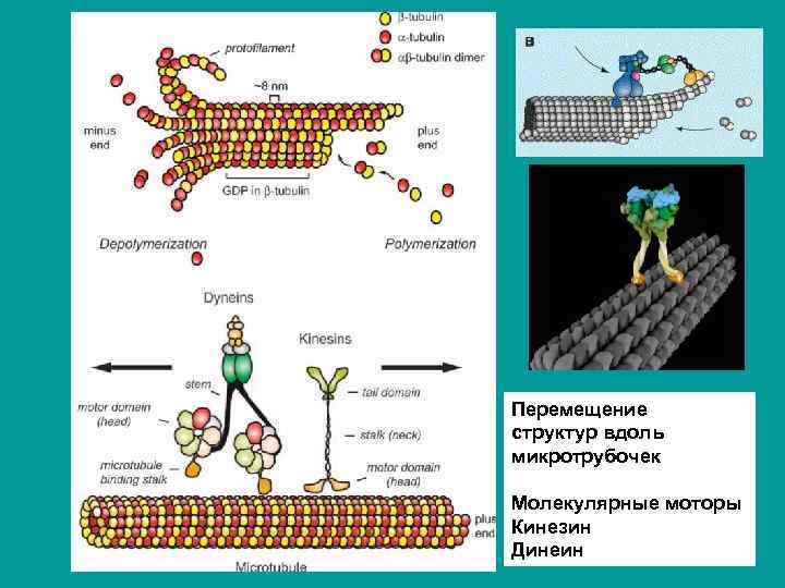 Перемещение структур вдоль микротрубочек Молекулярные моторы Кинезин Динеин 