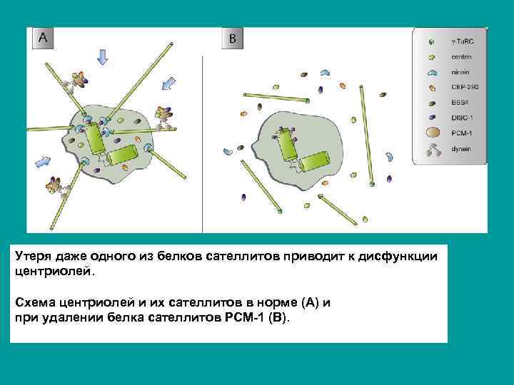 Утеря даже одного из белков сателлитов приводит к дисфункции центриолей. Схема центриолей и их