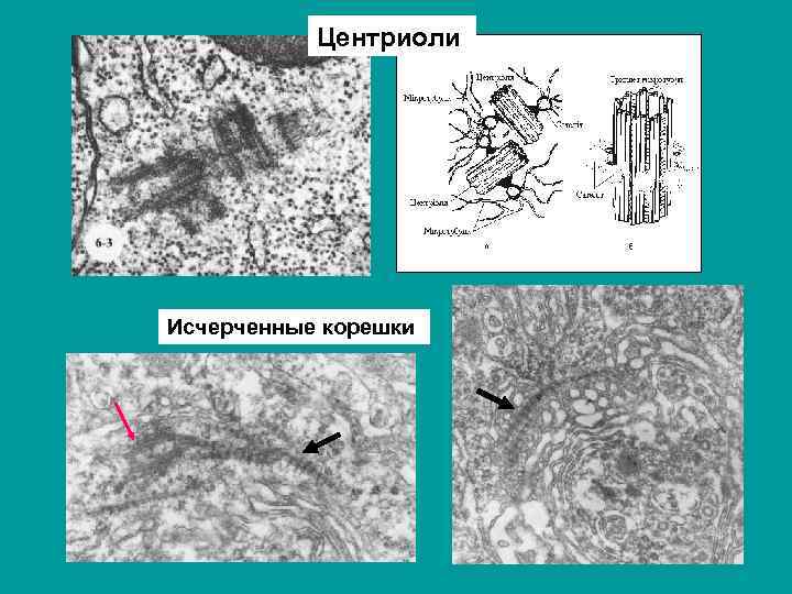 Центриоли Исчерченные корешки 
