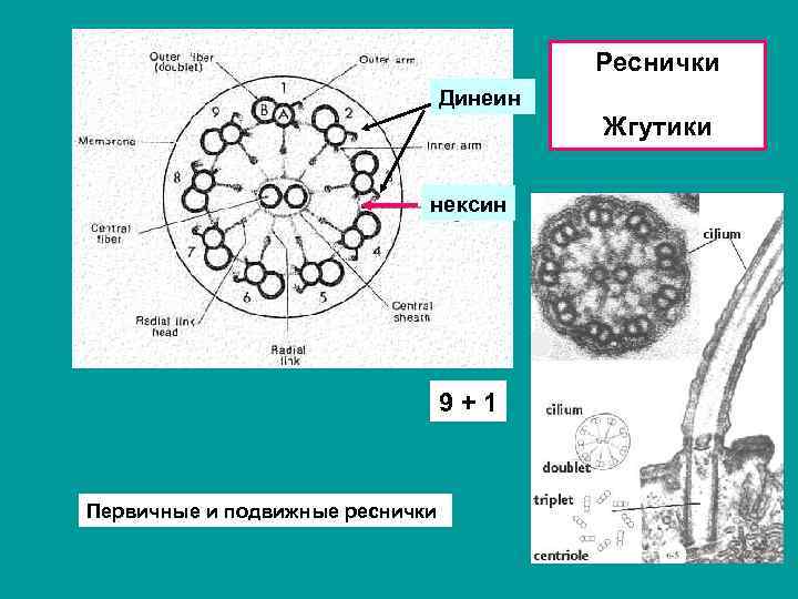 Образуют реснички и жгутики