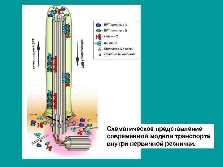 Схематическое представление современной модели транспорта внутри первичной реснички. 