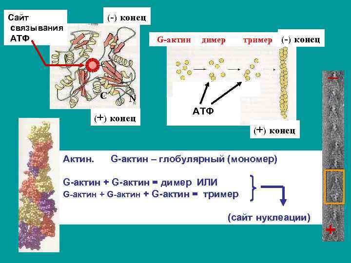 N и c концы