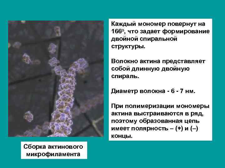 Каждый мономер повернут на 166 о, что задает формирование двойной спиральной структуры. Волокно актина