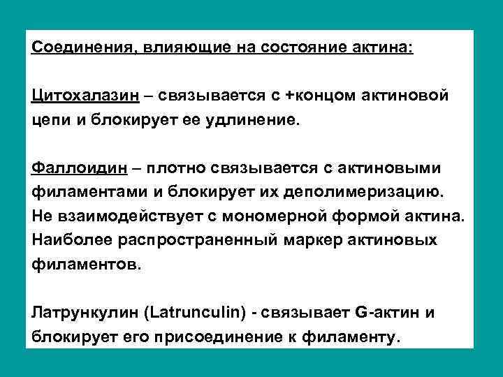 Соединения, влияющие на состояние актина: Цитохалазин – связывается с +концом актиновой цепи и блокирует