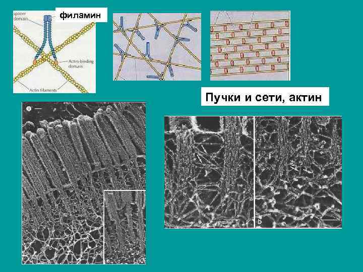 филамин Пучки и сети, актин 